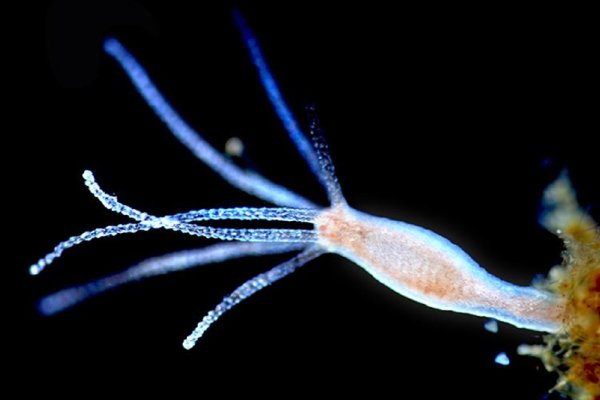 Kraken рабочее зеркало