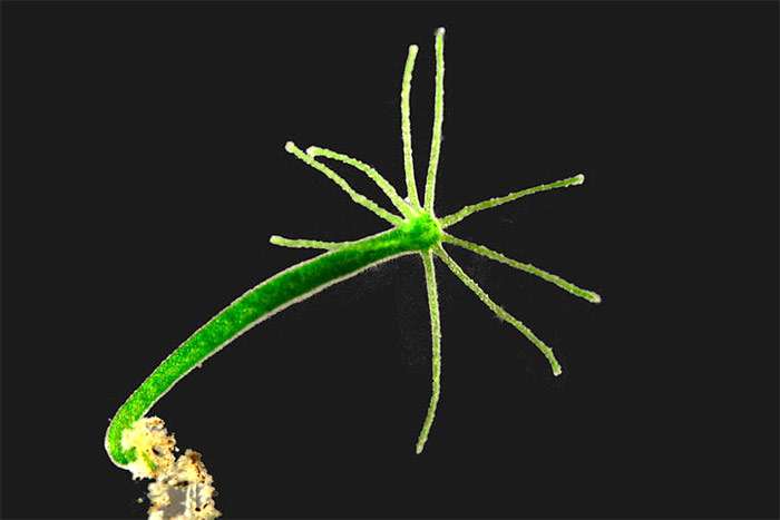 Kraken onion link